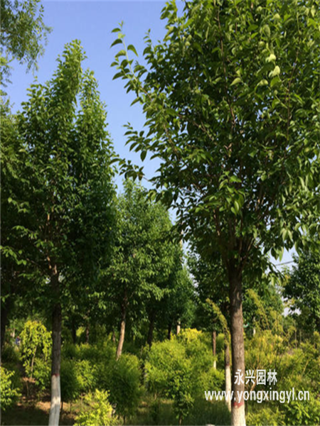 种植多的产地:河北保定永兴园林杜仲栽植季节:春季,夏季,秋季,冬季.